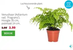 Intratuin Venushaar (Adiantum rad. 'Fragrans'). aanbieding