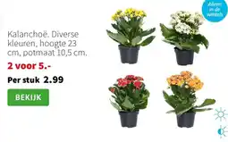 Intratuin Kalanchoë. aanbieding