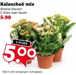CoopCompact Kalanchoë mix aanbieding