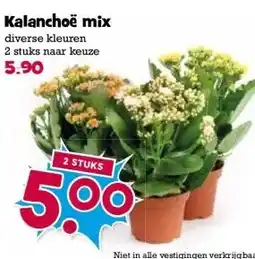 Boon`s Markt Kalanchoë mix aanbieding