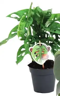 Karwei Monstera monkey leaf aanbieding