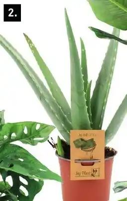 Karwei Aloë Vera aanbieding