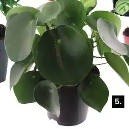 Karwei Groene plant aanbieding