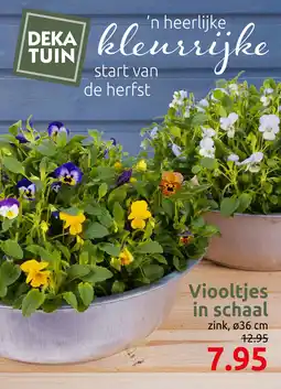 Deka Tuin Viooltjes in schaal aanbieding