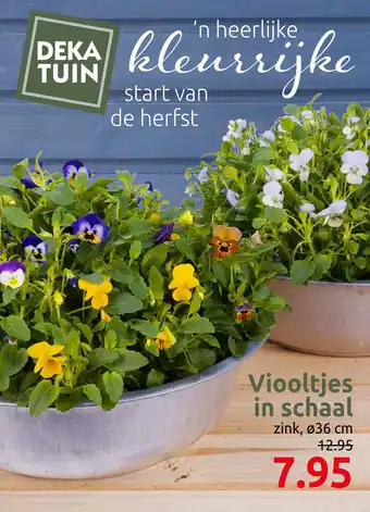 Deka Tuin Viooltjes in schaal aanbieding