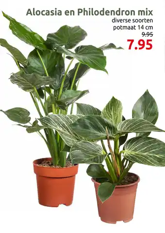 Deka Tuin Alocasia en Philodendron mix aanbieding