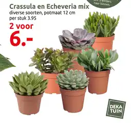 Deka Tuin Crassula en Echeveria mix aanbieding