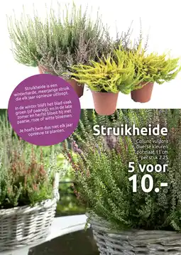 Deka Tuin Struikheide aanbieding