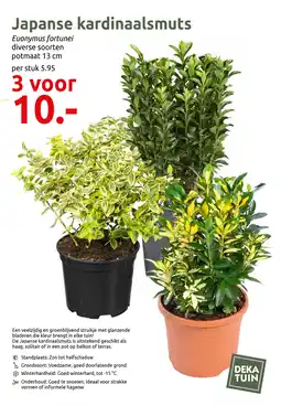 Deka Tuin Japanse kardinaalsmuts aanbieding