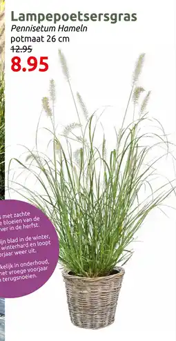 Deka Tuin Lampepoetsersgras aanbieding