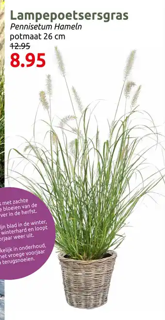 Deka Tuin Lampepoetsersgras aanbieding