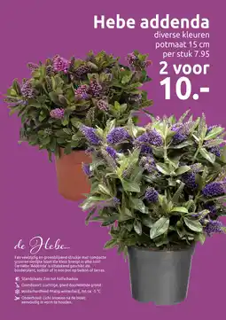 Deka Tuin Hebe addenda aanbieding