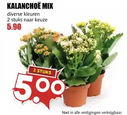 De Boerenschuur Kalanchoë mix aanbieding