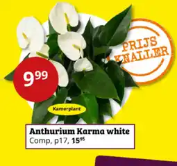Tuinland Anthurium Karma white aanbieding