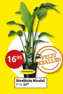 Tuinland Strelitzia Nicolai aanbieding