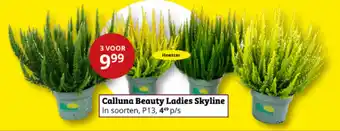 Tuinland Calluna Beauty Ladies Skyline aanbieding