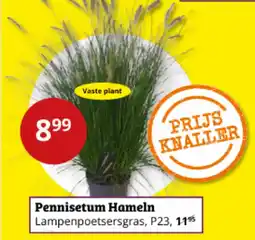 Tuinland Pennisetum Hameln aanbieding