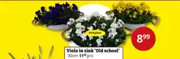 Tuinland Viola in zink Old school aanbieding