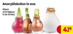 Kruidvat Amaryllisbollen in wax aanbieding