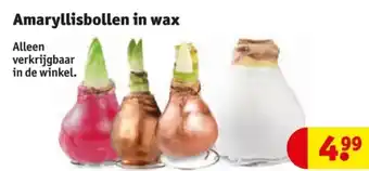 Kruidvat Amaryllisbollen in wax aanbieding