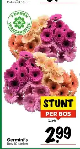 Vomar Voordeelmarkt Germini's aanbieding