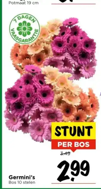Vomar Voordeelmarkt Germini's aanbieding