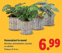 Lidl Kamerplant in mand aanbieding