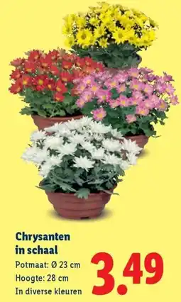 Lidl Chrysanten in schaal aanbieding