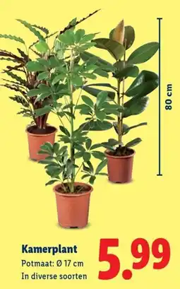Lidl Kamerplant aanbieding