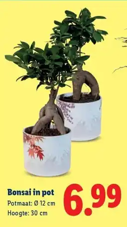 Lidl Bonsai in pot aanbieding