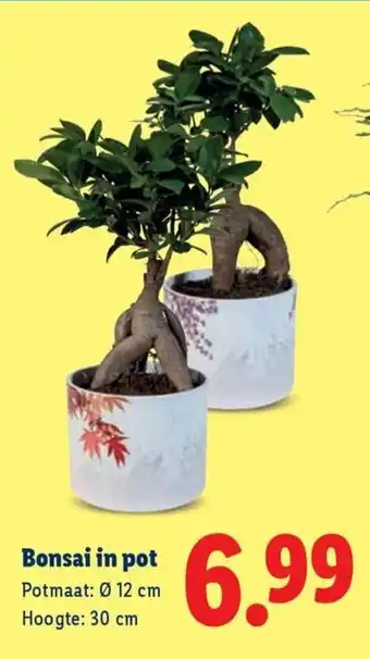 Lidl Bonsai in pot aanbieding