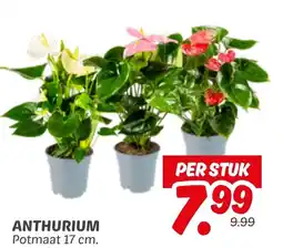 Dekamarkt Anthurium aanbieding