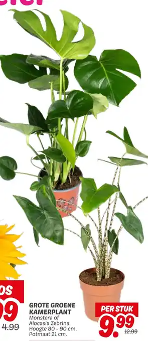 Dekamarkt Grote groene kamerplant aanbieding