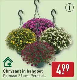 ALDI Chrysant in hangpot aanbieding
