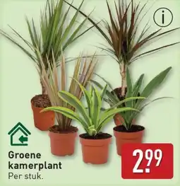ALDI Groene kamerplant aanbieding