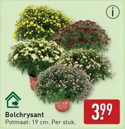 ALDI Bolchrysant aanbieding