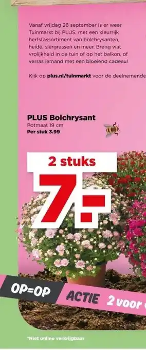 PLUS PLUS Bolchrysant aanbieding