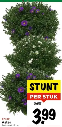 Vomar Voordeelmarkt Aster Potmaat aanbieding