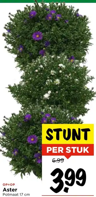 Vomar Voordeelmarkt Aster Potmaat aanbieding