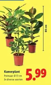 Lidl Kamerplant aanbieding
