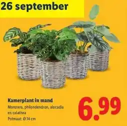 Lidl Kamerplant in mand aanbieding