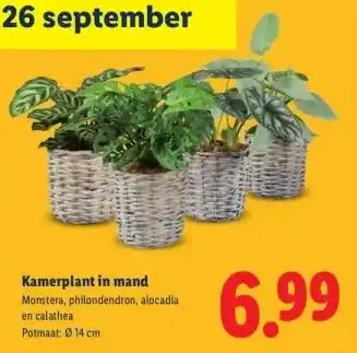 Lidl Kamerplant in mand aanbieding