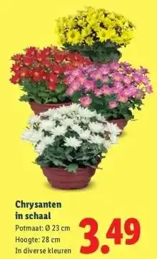 Lidl Chrysanten in schaal aanbieding