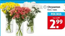 Hoogvliet Chrysanten aanbieding