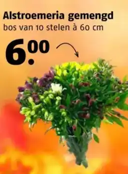 Poiesz Alstroemeria gemengd aanbieding