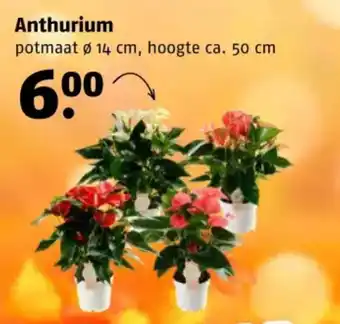 Poiesz Anthurium aanbieding