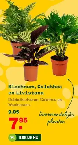 Welkoop Blechnum, Calathea en Livistona aanbieding