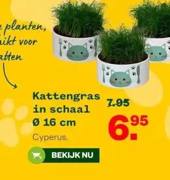 Welkoop Kattengras in schaal aanbieding