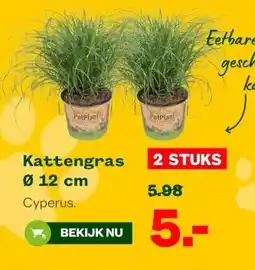 Welkoop Kattengras aanbieding