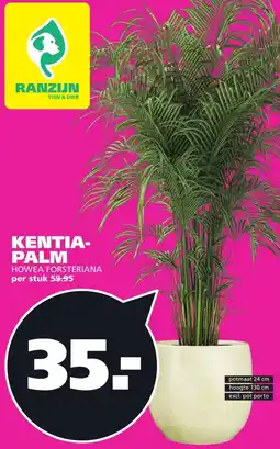 Ranzijn KENTIA- PALM aanbieding